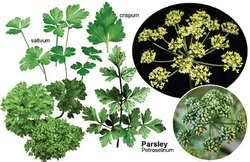 18 Medicinal Health Benefits Of Apiol (Parsley apiol)