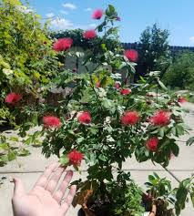 18 Medicinal Health Benefits Of Calliandra angustifolia (Pink Powder Puff) 18 Medicinal Health Benefits Of Calliandra angustifolia (Pink Powder Puff)