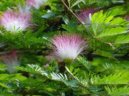 18 Medicinal Health Benefits Of Calliandra angustifolia (Pink Powder Puff) 18 Medicinal Health Benefits Of Calliandra angustifolia (Pink Powder Puff)