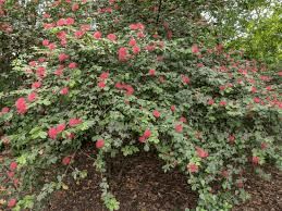 18 Medicinal Health Benefits Of Calliandra angustifolia (Pink Powder Puff) 18 Medicinal Health Benefits Of Calliandra angustifolia (Pink Powder Puff)