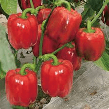 10 Medicinal Health Benefits Of Capsicum Annuum (Paprika) 10 Medicinal Health Benefits Of Capsicum Annuum (Paprika)
