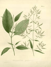 17 Medicinal Health Benefits Of Hebanthe erianthos (Suma) 17 Medicinal Health Benefits Of Hebanthe erianthos (Suma)
