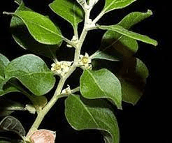 17 Medicinal Health Benefits Of Hebanthe erianthos (Suma) 17 Medicinal Health Benefits Of Hebanthe erianthos (Suma)