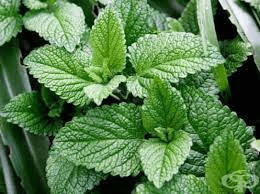15 Medicinal Health Benefits Of Hyptis crenata (Brazilian Mint) 15 Medicinal Health Benefits Of Hyptis crenata (Brazilian Mint)