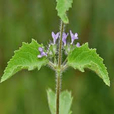 15 Medicinal Health Benefits Of Hyptis crenata (Brazilian Mint) 15 Medicinal Health Benefits Of Hyptis crenata (Brazilian Mint)