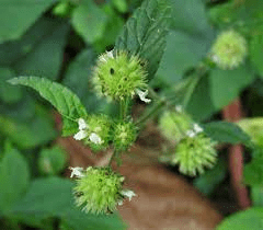 15 Medicinal Health Benefits Of Hyptis crenata (Brazilian Mint ...