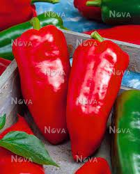 10 Medicinal Health Benefits Of Capsicum Annuum (Paprika) 10 Medicinal Health Benefits Of Capsicum Annuum (Paprika)