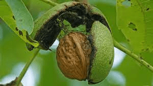 18 Medicinal Health Benefits Of Juglans (Walnuts) 18 Medicinal Health Benefits Of Juglans (Walnuts)