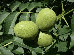 18 Medicinal Health Benefits Of Juglans (Walnuts) 18 Medicinal Health Benefits Of Juglans (Walnuts)