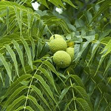 18 Medicinal Health Benefits Of Juglans (Walnuts) 18 Medicinal Health Benefits Of Juglans (Walnuts)