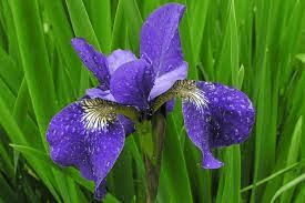 18 Medicinal Health Benefits Of Iris scariosa (Alpine Iris)