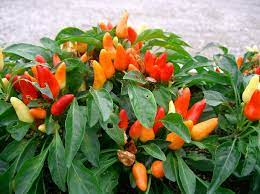 10 Medicinal Health Benefits Of Capsicum Annuum (Paprika) 10 Medicinal Health Benefits Of Capsicum Annuum (Paprika)
