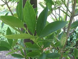 18 Medicinal Health Benefits Of Illicium difengpi (Chinese star anise) 18 Medicinal Health Benefits Of Illicium difengpi (Chinese star anise)