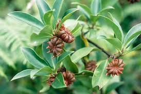 18 Medicinal Health Benefits Of Illicium difengpi (Chinese star anise) 18 Medicinal Health Benefits Of Illicium difengpi (Chinese star anise)