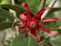 18 Medicinal Health Benefits Of Illicium difengpi (Chinese star anise) 18 Medicinal Health Benefits Of Illicium difengpi (Chinese star anise)