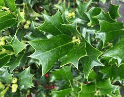 16 Medicinal Health Benefits of Ilex chinensis (Oriental Holly)