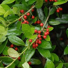 16 Medicinal Health Benefits of Ilex chinensis (Oriental Holly)