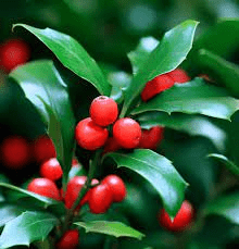 16 Medicinal Health Benefits of Ilex chinensis (Oriental Holly)