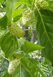 16 Medicinal Health Benefits of Noni (Morinda citrifolia)