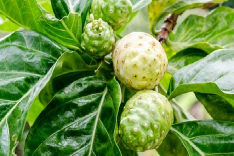 16 Medicinal Health Benefits of Noni (Morinda citrifolia)