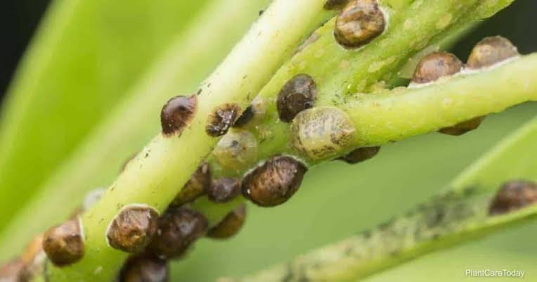 Scale Insects: Description, Damages Caused, Control and Preventive Measures