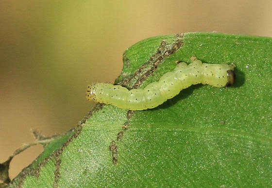 Caterpillars: Description, Damages Caused, Control and Preventive Measures