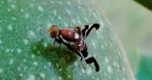 Walnut Husk Fly: Description, Damages Caused, Control and Preventive Measures Walnut Husk Fly: Description, Damages Caused, Control and Preventive Measures