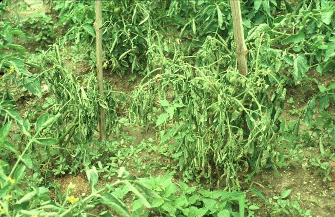 Bacterial Wilt: Description, Damages Caused, Control and Preventive Measures