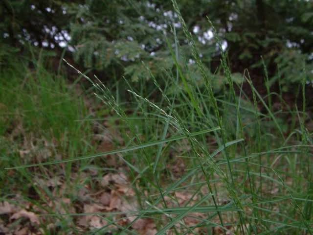 How to Grow, Use and Care for Wood Bluegrass (Poa nemoralis)