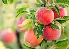 Apples: History, Nutrition, Health Benefits and Growing Guide Apples: History, Nutrition, Health Benefits and Growing Guide