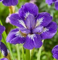10 Medicinal Health Benefits Of Iris songarica (Songar Iris)