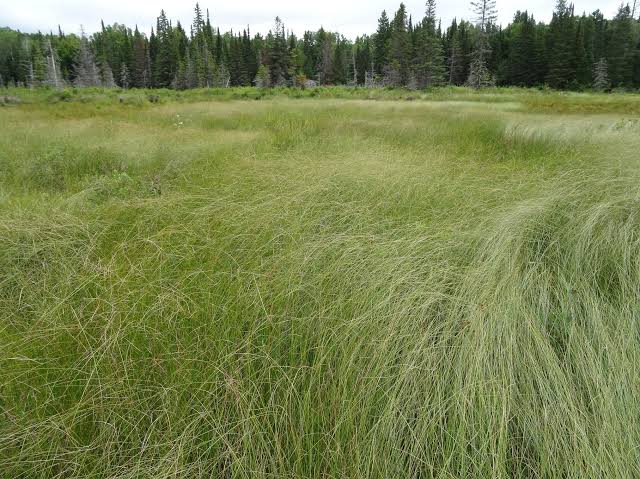 How to Grow, Use and Care for Woolfruit Sedge Grass (Carex lasiocarpa)