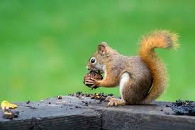 Squirrels: Description, Damages Caused, Control and Preventive Measures Squirrels: Description, Damages Caused, Control and Preventive Measures
