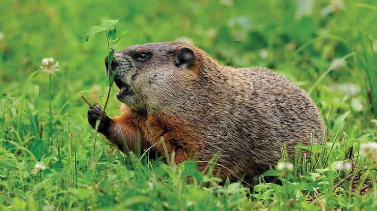 Groundhogs (woodchucks): Description, Damages Caused, Control and Preventive Measures Groundhogs (woodchucks): Description, Damages Caused, Control and Preventive Measures