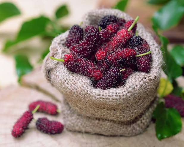 Mulberries: History, Nutrition, Health Benefits and Growing Guide