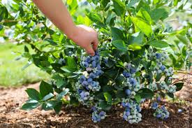 Best Blueberry Varieties for Home Gardens