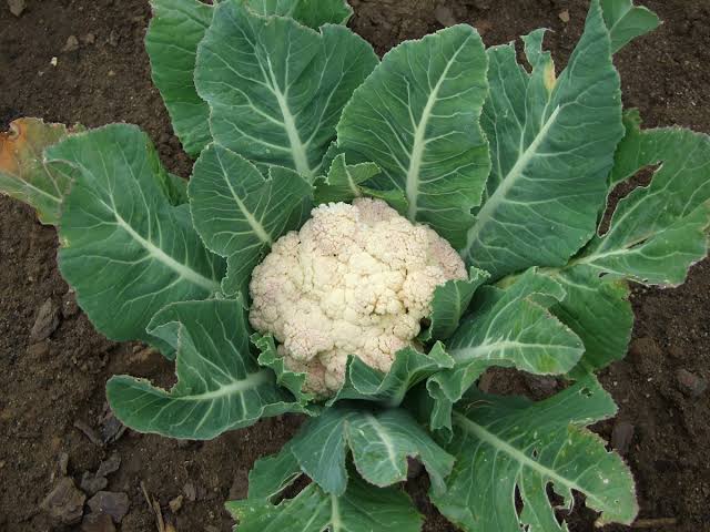 How to Grow Cauliflower How to Grow Cauliflower