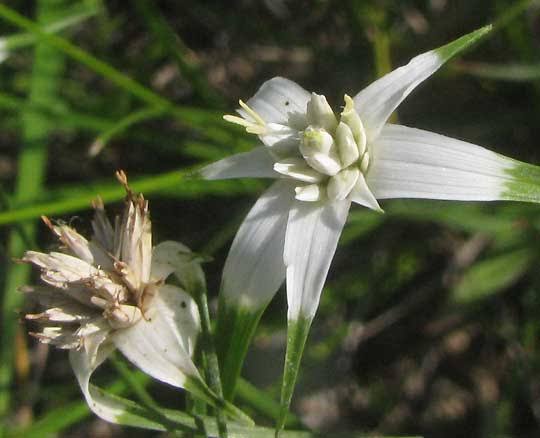 How to Grow, Use and Care for Whitetop Sedge Grass (Rhynchospora colorata)