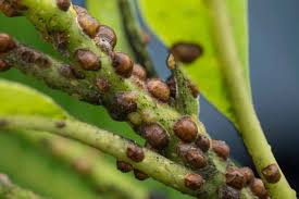 Scale Insects: Description, Damages Caused, Control and Preventive Measures