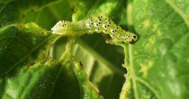 Caterpillars: Description, Damages Caused, Control and Preventive Measures