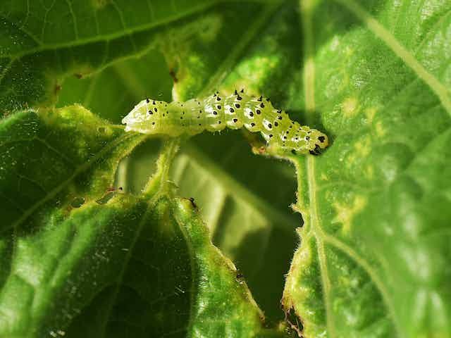 Caterpillars: Description, Damages Caused, Control and Preventive Measures