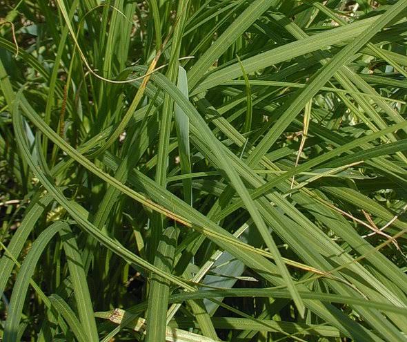 How To Grow Use And Care For Woolfruit Sedge Grass Carex Lasiocarpa Agric4profits 8299