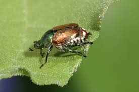 Japanese Beetles: Description, Damages Caused, Control and Preventive Measures Japanese Beetles: Description, Damages Caused, Control and Preventive Measures