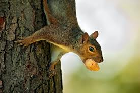 Squirrels: Description, Damages Caused, Control and Preventive Measures Squirrels: Description, Damages Caused, Control and Preventive Measures