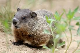 Groundhogs (woodchucks): Description, Damages Caused, Control and Preventive Measures Groundhogs (woodchucks): Description, Damages Caused, Control and Preventive Measures