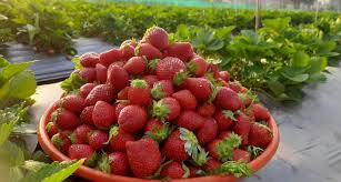 Strawberries: History, Nutrition, Health Benefits and Growing Guide 