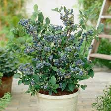 What is the Best way to Grow Blueberries?