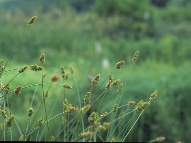 How to Grow, Use and Care for Wiegand's Sedge Grass (Carex wiegandii)