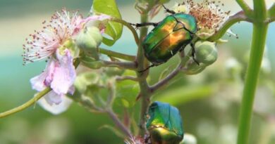 Rose Chafer: Description, Damages Caused, Control and Preventive Measures