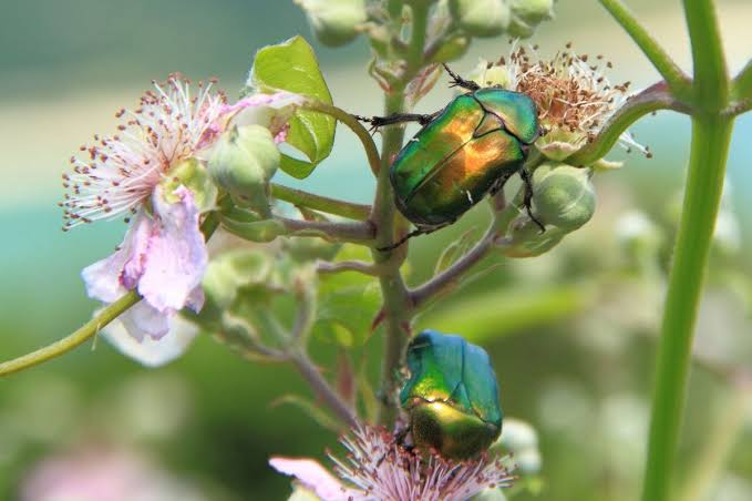 Rose Chafer: Description, Damages Caused, Control and Preventive Measures